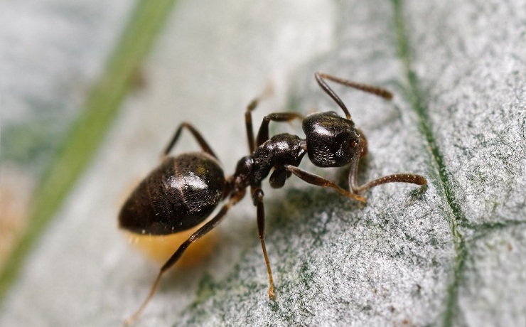 bed bugs control sydney